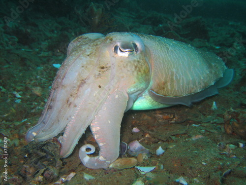 Plakat mięczak tajlandia skorupiak podwodne