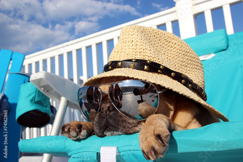 Fototapeta plaża pies lato słońce