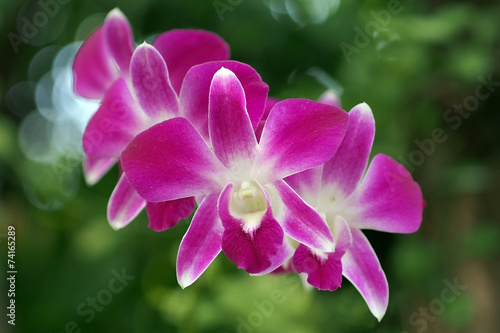 Fotoroleta Kwiat orchidei