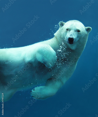 Fototapeta woda ruch ssak lód zwierzę