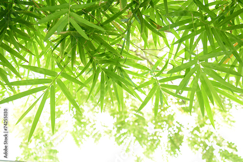Plakat piękny las bambus drzewa