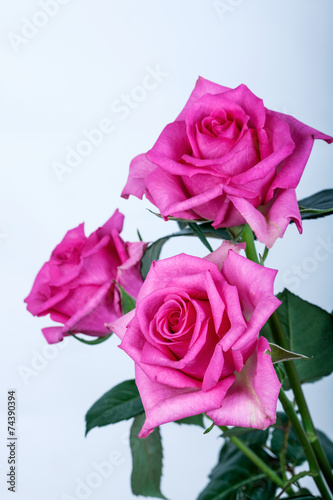 Fototapeta świeży piękny bukiet rosa