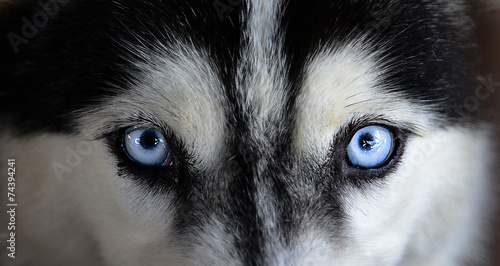 Obraz na płótnie Oczy Syberian husky