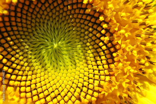 Naklejka kwiat roślina słonecznik wzór