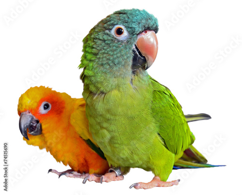 Plakat ładny zwierzę ptak tropikalny piękny