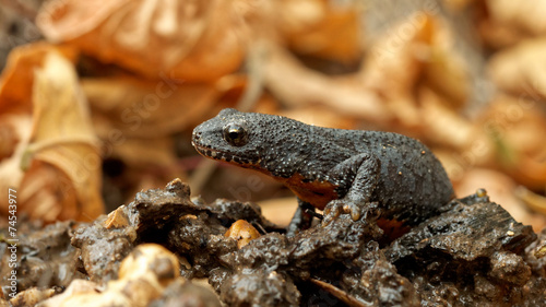 Obraz na płótnie płaz traszka pokryte salamandra 