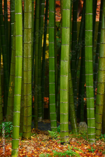Naklejka azja ogród bambus japoński