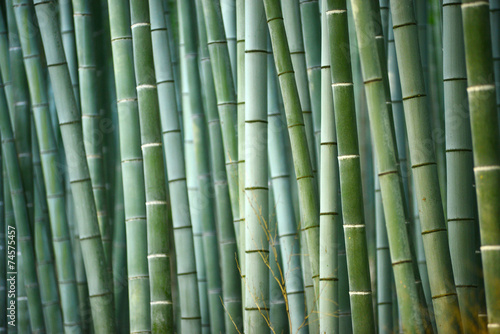 Fotoroleta bambus zen japoński ogród azja