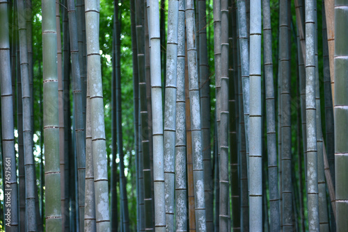 Plakat zen azja bambus