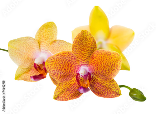 Plakat storczyk tropikalny pąk kwiat roślina