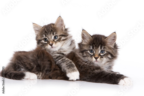 Naklejka Dwa kociaki syberyjskie