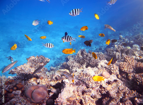 Fotoroleta tropikalny koral woda podwodne