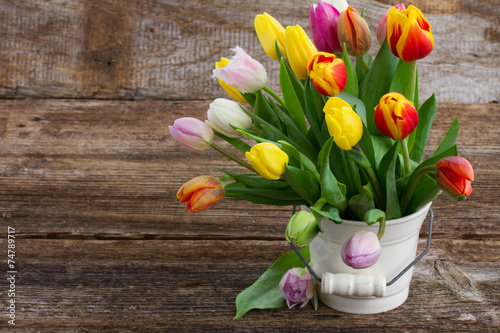 Plakat tulipan fiołek świeży