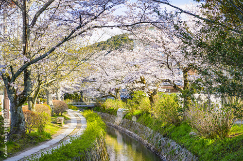 Obraz na płótnie azja ścieżka japoński