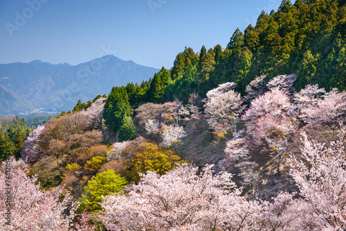 Fotoroleta stok wiśnia pejzaż japonia wiejski