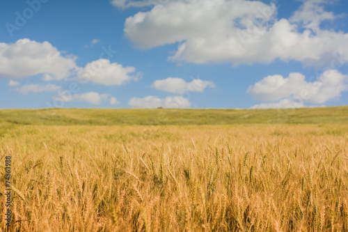Fototapeta trawa krajobraz jedzenie lato pszenica