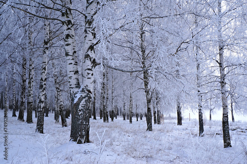 Fototapeta park śnieg niebo brzoza