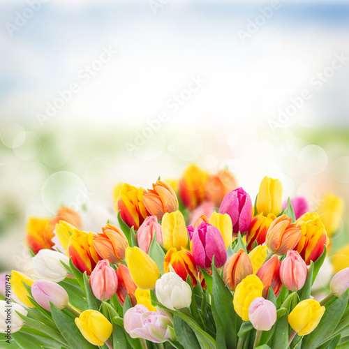 Naklejka sztuka park tulipan