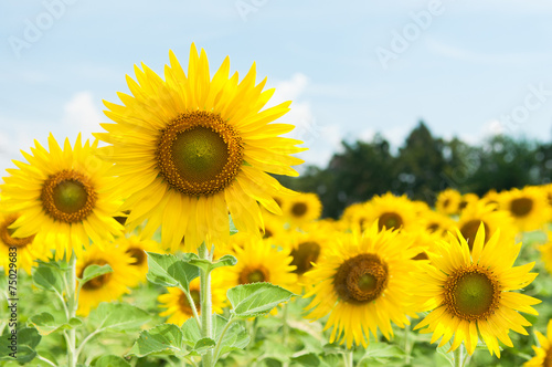 Plakat lato niebo pąk natura słonecznik