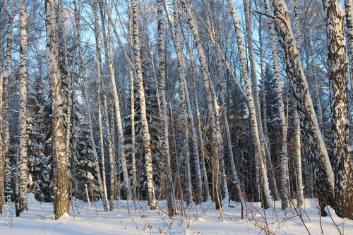 Obraz na płótnie śnieg pejzaż las natura