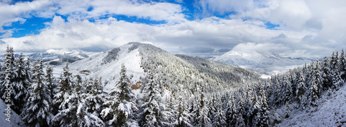 Fototapeta gałązka panorama widok las drzewa