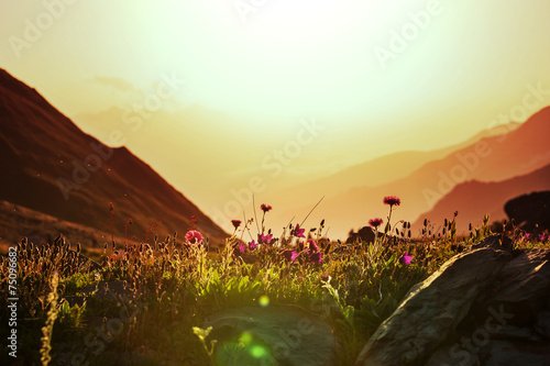 Fototapeta kwiat trawa łąka lato wzgórze