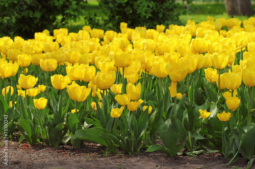 Fototapeta wiejski tulipan piękny kwiat