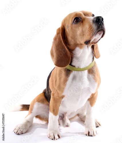 Fotoroleta zwierzę ładny ssak szczenię pies