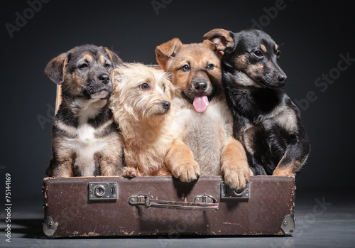 Naklejka Psy w walizce