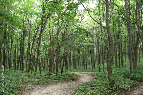 Fototapeta drzewa polana las zdrowie