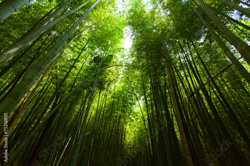 Fotoroleta egzotyczny świeży roślina bambus niebo