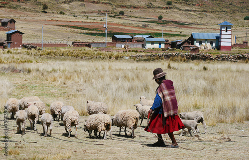 Fotoroleta stado wioska owca prosty