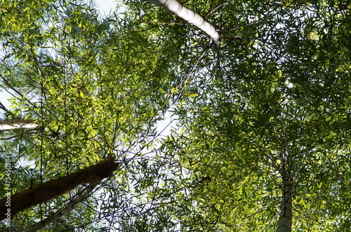 Fototapeta roślina słońce bambus gaj zielony