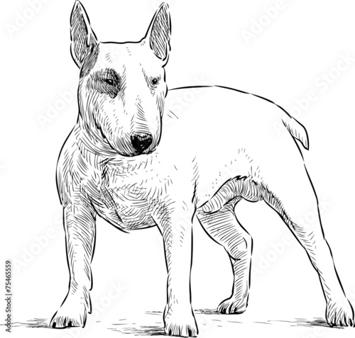 Naklejka ssak zwierzę pies rysunek