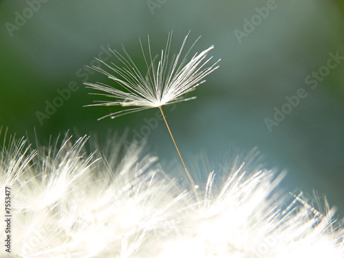 Obraz na płótnie natura słońce kwiat roślina mniszek