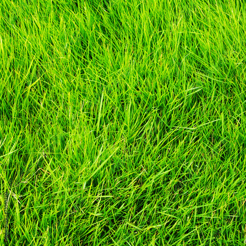Fototapeta sport piękny trawa