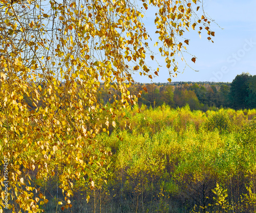 Fototapeta jesień drzewa roślina