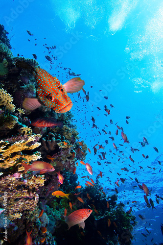 Fototapeta tropikalny koral egipt podwodne