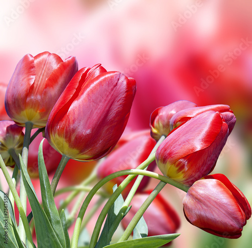 Fotoroleta kwiat roślina fiołek piękny