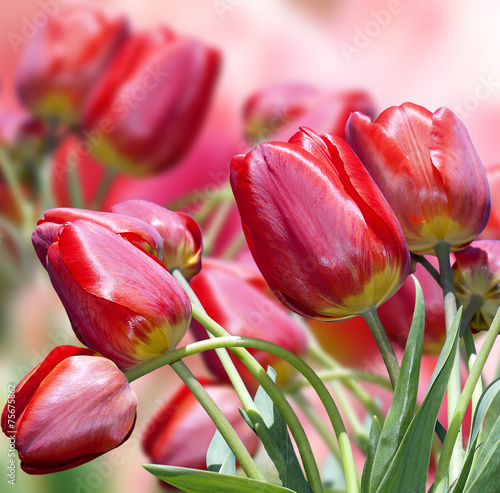 Fotoroleta roślina tulipan świeży piękny kwiat