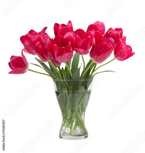 Naklejka świeży lato piękny kwiat tulipan