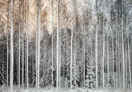Fotoroleta wiejski śnieg drzewa lód