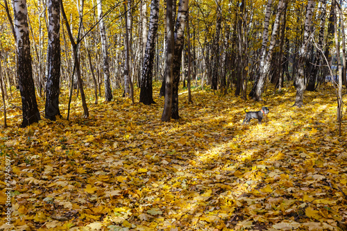 Obraz na płótnie widok jesień natura drzewa