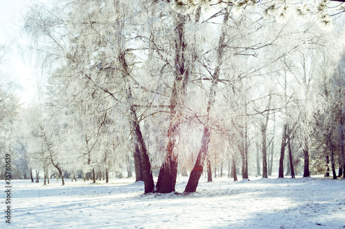Naklejka retro brzoza las świerk śnieg