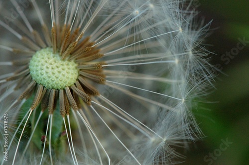 Fotoroleta mniszek kwiat trawa natura