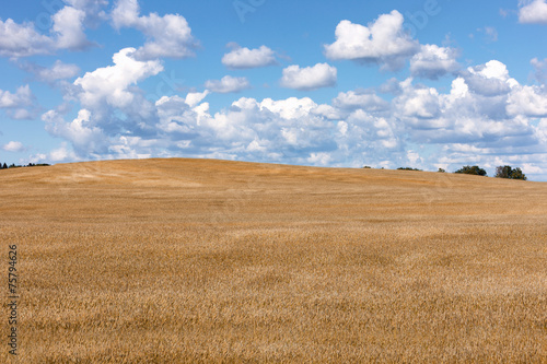 Obraz na płótnie natura pszenica rolnictwo zboże