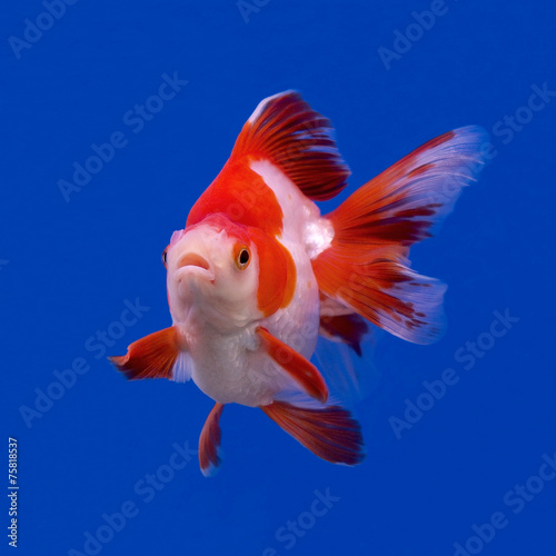 Obraz na płótnie woda podwodne morze zwierzę