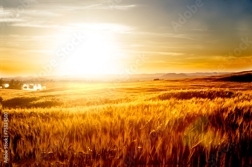 Fotoroleta słońce żyto ziarno pole