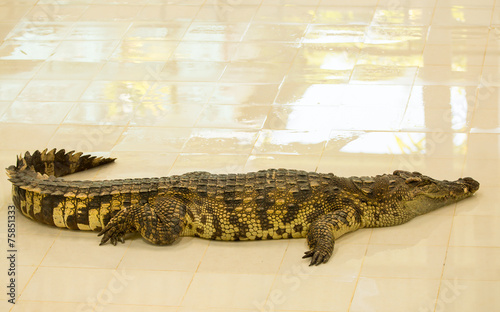 Fototapeta tajlandia woda aligator