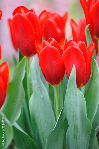 Plakat tulipan roślina kwiat wspólnota